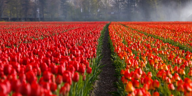 champs_de _tulipes_Pays-Bas